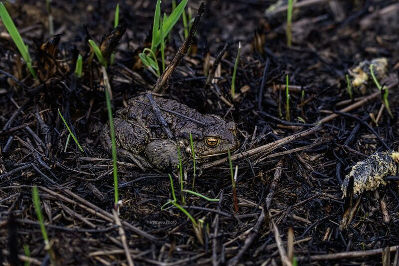 жаба После пожараphoto preview