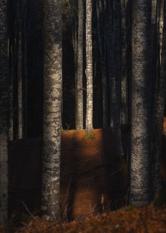 Foresta del Cansigliophoto preview