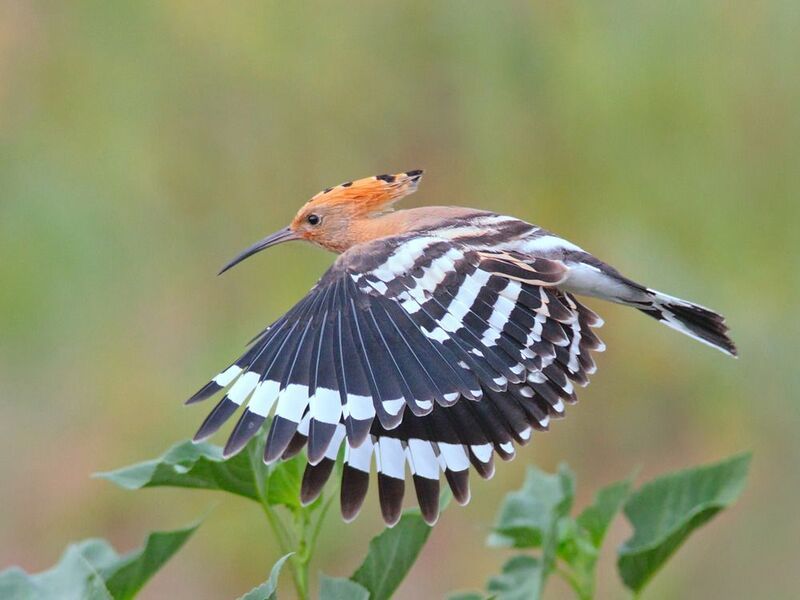 удод, upupa epops, Удодphoto preview