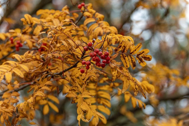 осень, рябина Осень фото превью