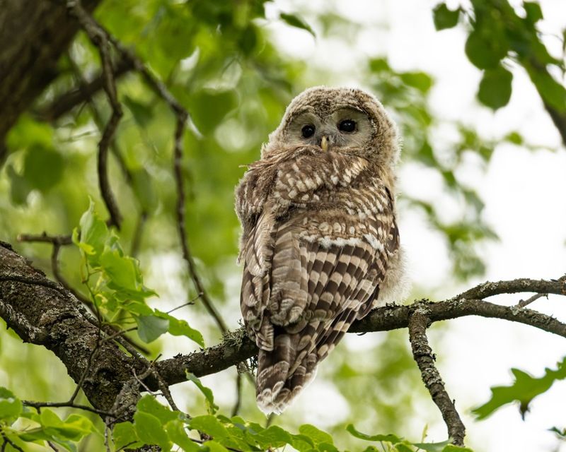 сова, совенок, уральская неясыть, птицы, неясыть, длиннохвостая неясыть, красная книга Длиннохвостикphoto preview