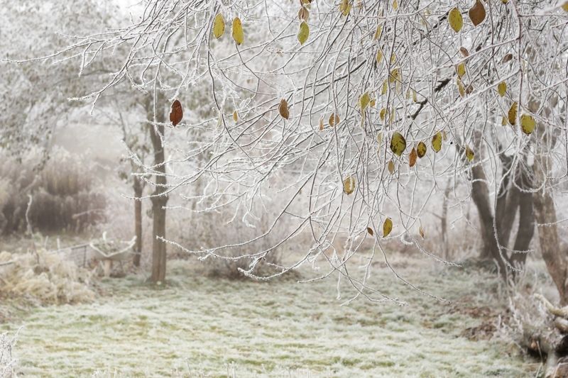 Зима на пороге..photo preview