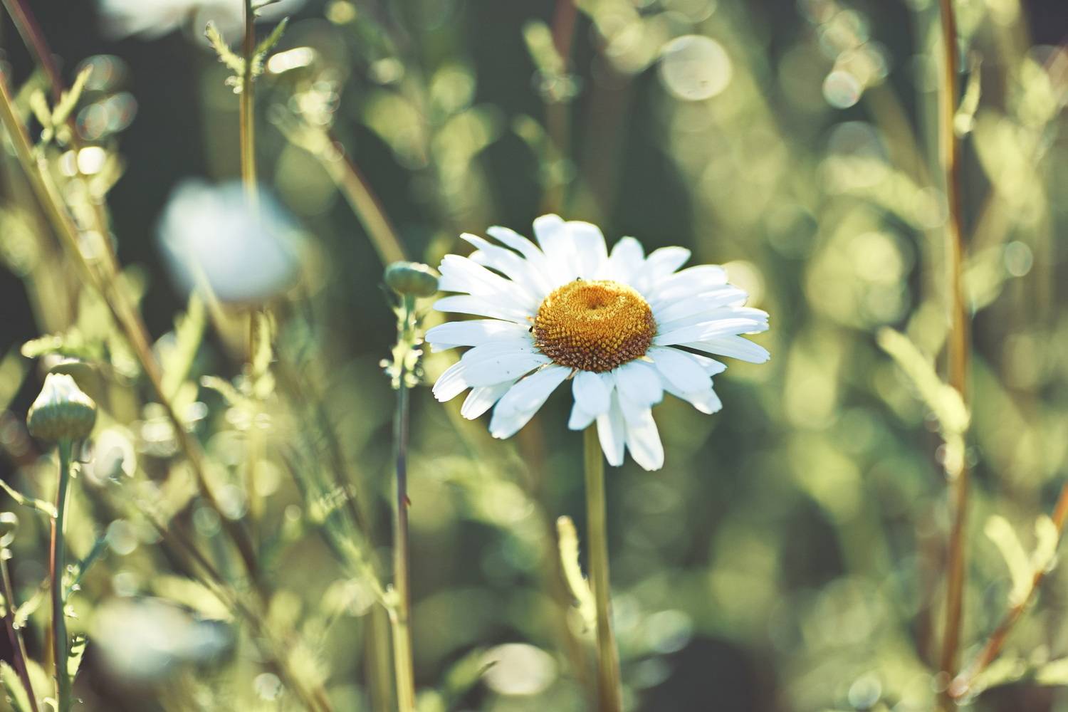 Ромашка, Liliya Tkachenko