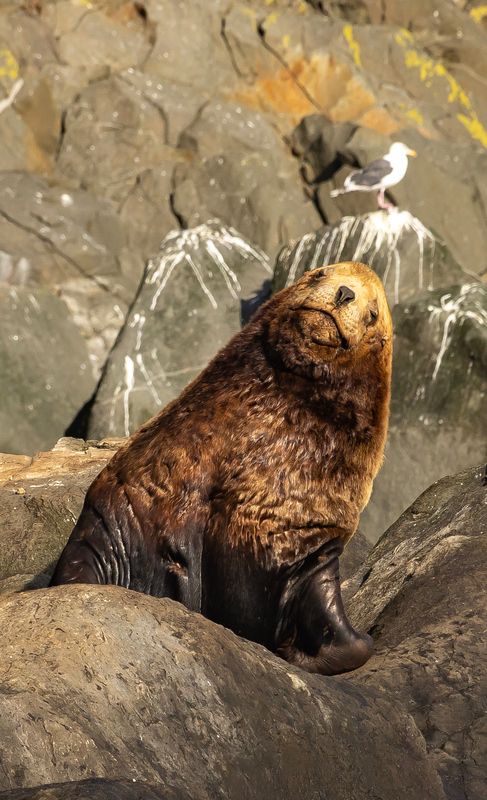 камчатка, сивучи, морской лев, природа, животные, лежбище, остров старичков, тихий океан О чем мечтает сивуч с Камчатки...photo preview