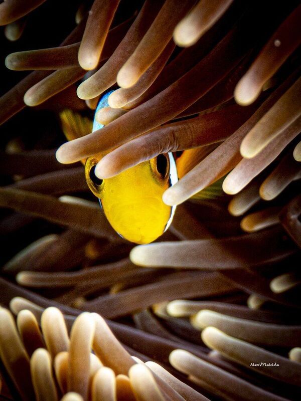 Who is it?photo preview