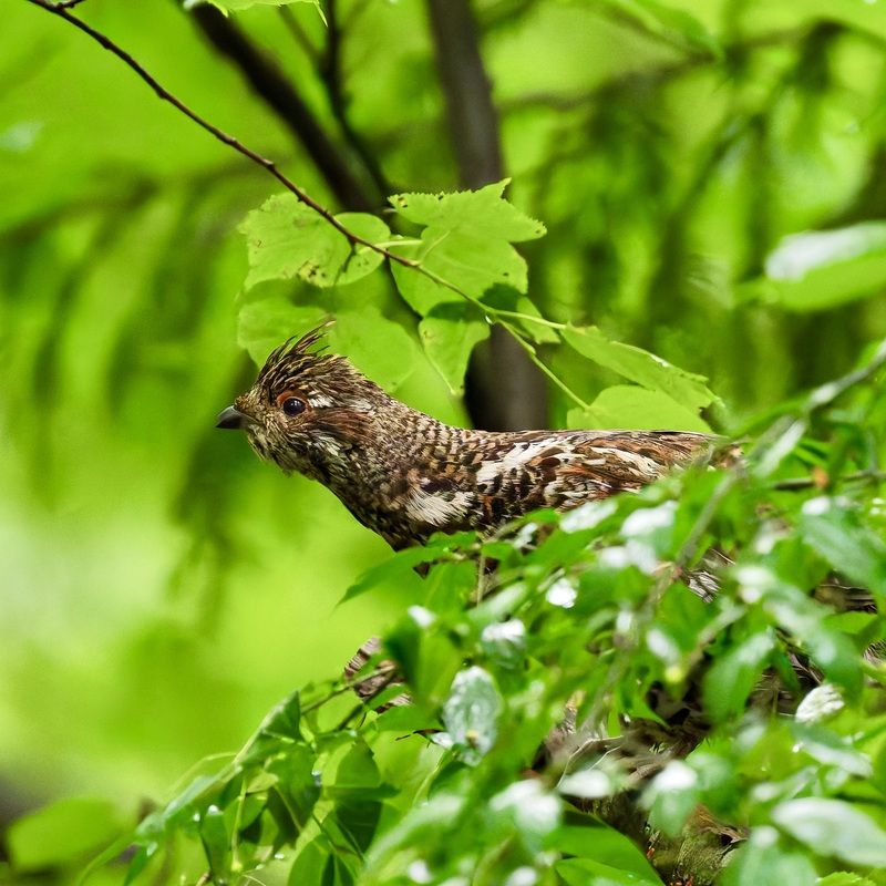 Кто здесь? фото превью