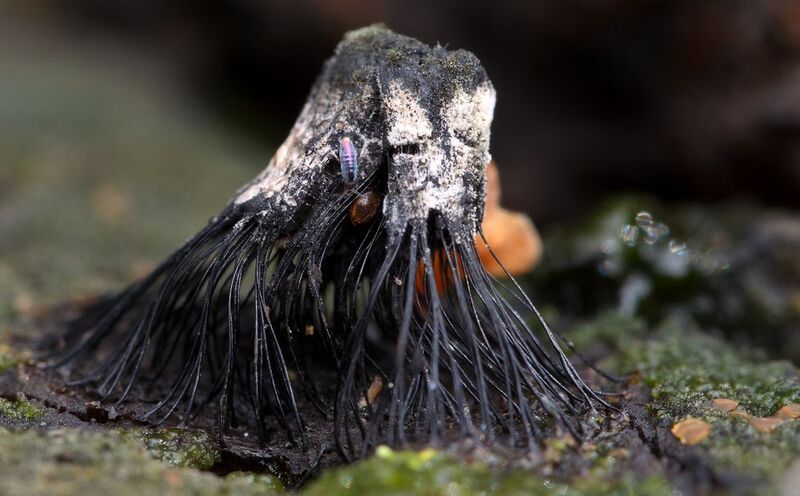 стемонитис, stemonitis, stemonitidaceae, миксомицеты, слизевики, myxomycetes, mycetozoa, коллембола, панцирный клещ Второе нашествие марсианphoto preview