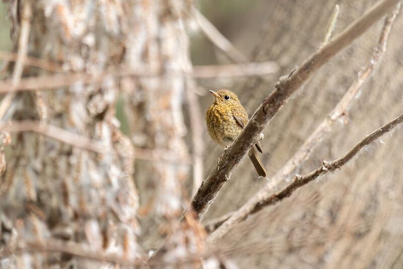 ... фото превью