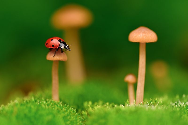 ceclii, macro  фото превью