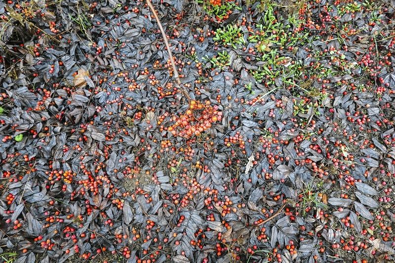 Ноябрьский ковёрphoto preview