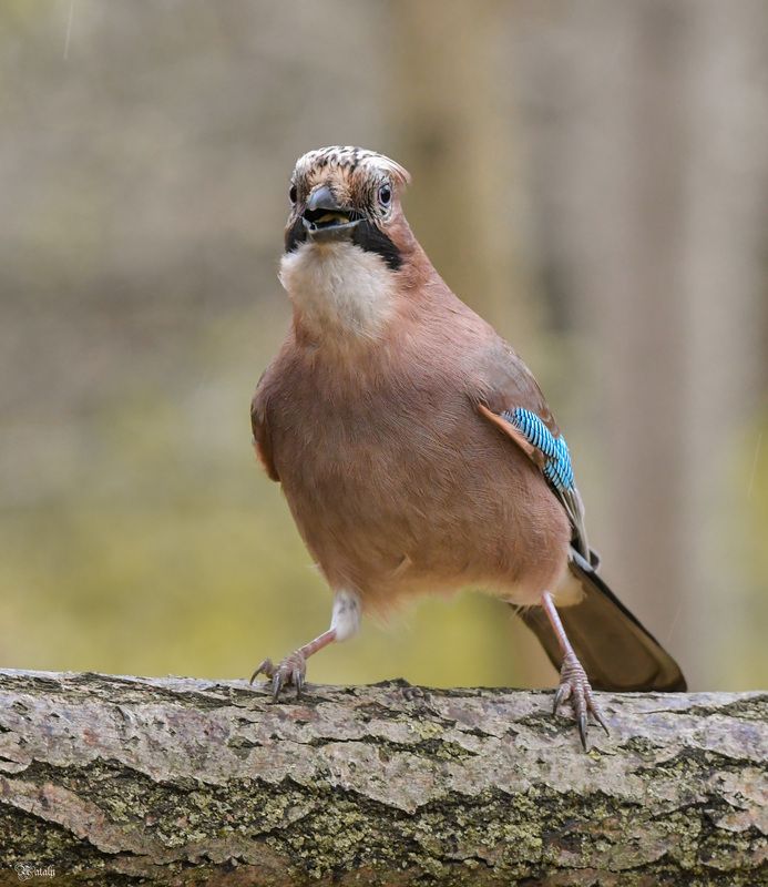 Сойкаphoto preview