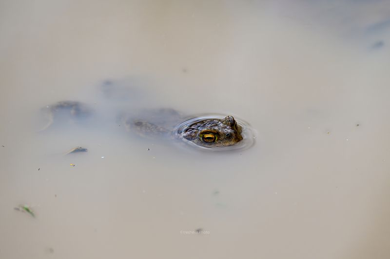 жаба Аллигаторphoto preview