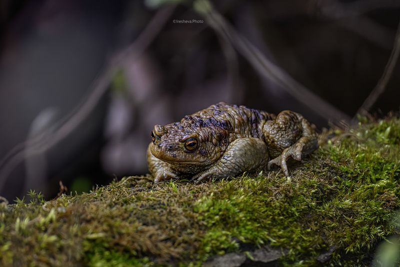 жаба Жабонькаphoto preview