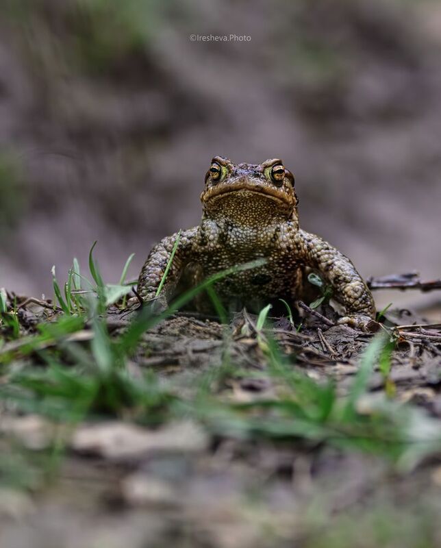 жаба Как мощны мои лапищиphoto preview