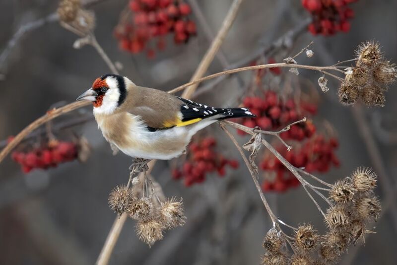 щегол, птицы, рябина Щеголphoto preview