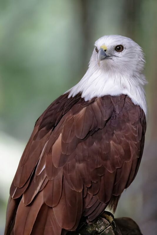 коршун, птица, хищник Браминский коршун (Haliastur indus)photo preview
