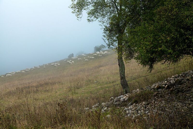 пейзаж, ингушетия, овцы Про Харуки Муракамиphoto preview