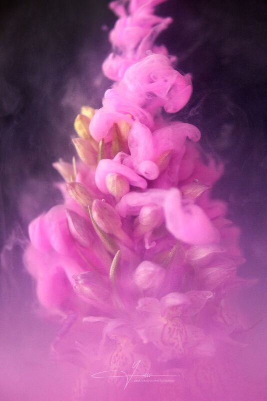 Wild Orchid in Smokephoto preview