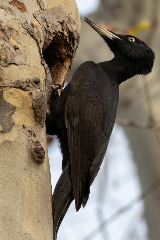 Желнаphoto preview