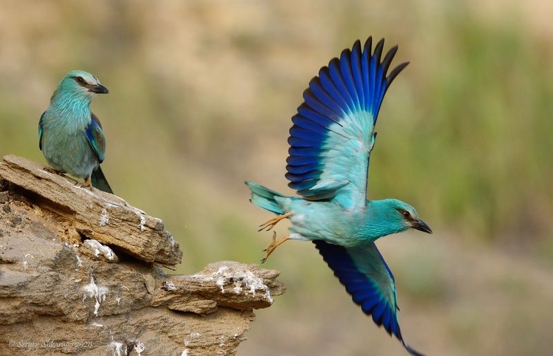 Пока дорогая, улетаюphoto preview