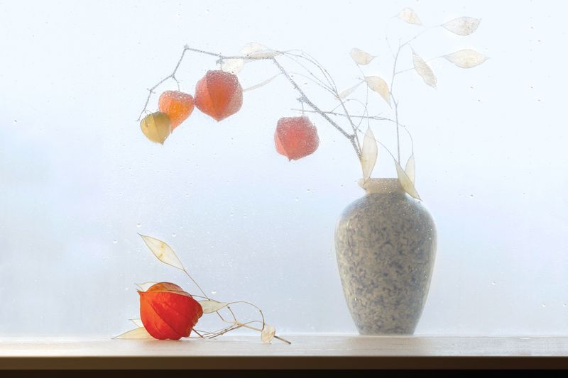 ноябрь физалис Ноябрьский этюд с физалисом 2photo preview