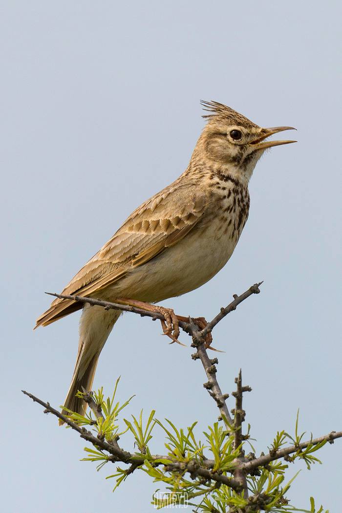 , Дмитрий Доронин