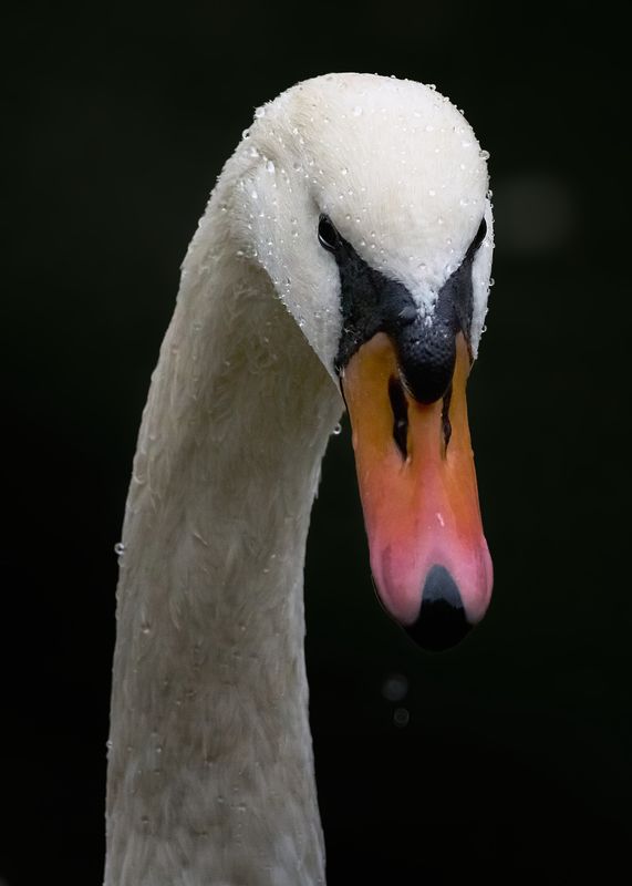 лебедь-шипун, mute swan, Cygnus olor, птица, дикая природа, swan, водоплавающие птицы, птицы России, birdwatching, nature, wildlife photography, close-up bird Лебедь-шипун. Портрет. photo preview