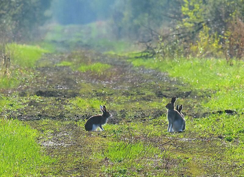Заячья стрелкаphoto preview