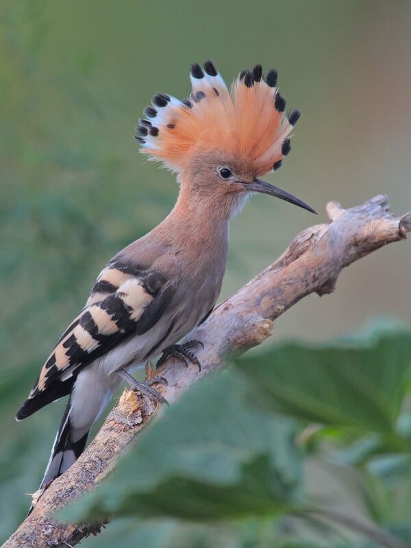 удод, upupa epops, Удодphoto preview