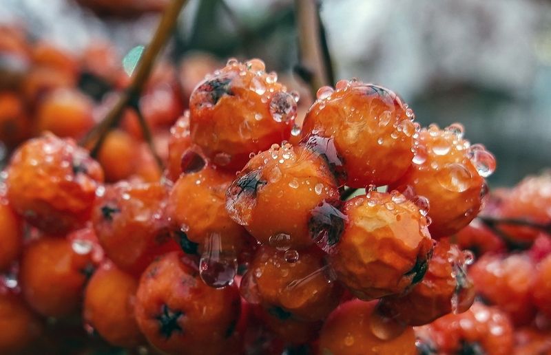 Умытая дождёмphoto preview