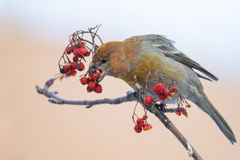 щур, рябина, птицы Щур фото превью