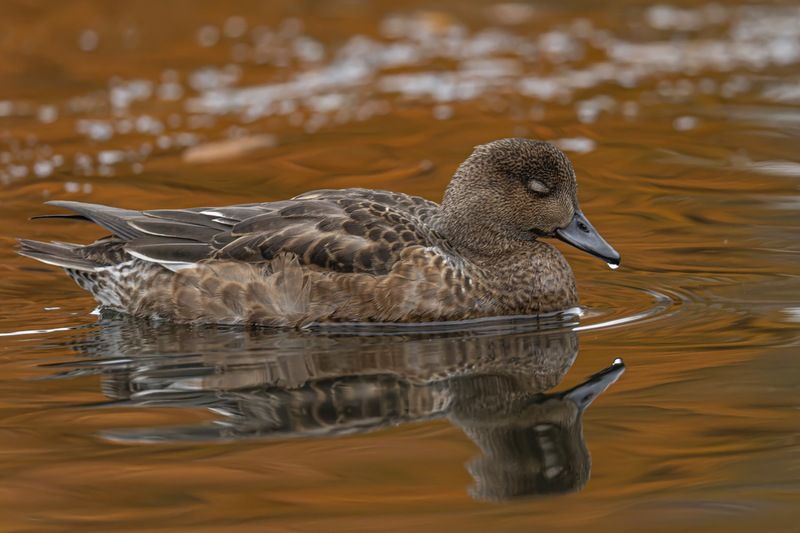 свиязь, утка, птицы Сладкий сон свиязяphoto preview