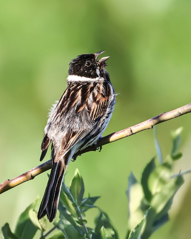 камышовая овсянка, тростниковая овсянка, камышник, овсянка, птицы Камышовая овсянка фото превью