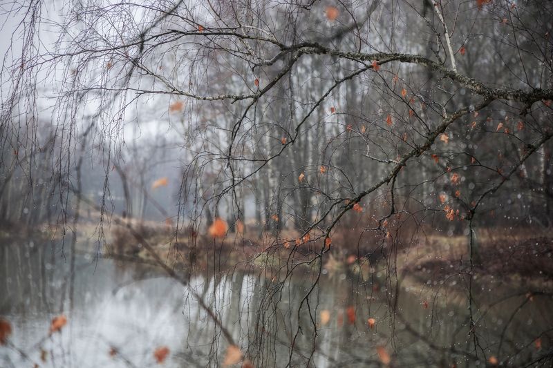 тоска, осень, природа, осеннее настроение, пейзаж, осенний пейзаж Ноябрьская тоскаphoto preview