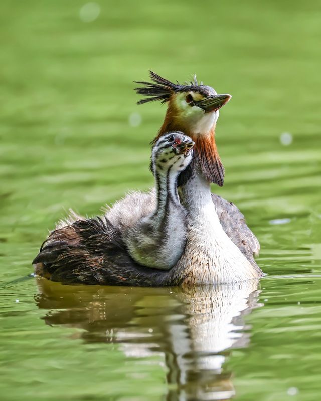 чомга, птенцы, птицы, поганка, большая поганка Семья фото превью