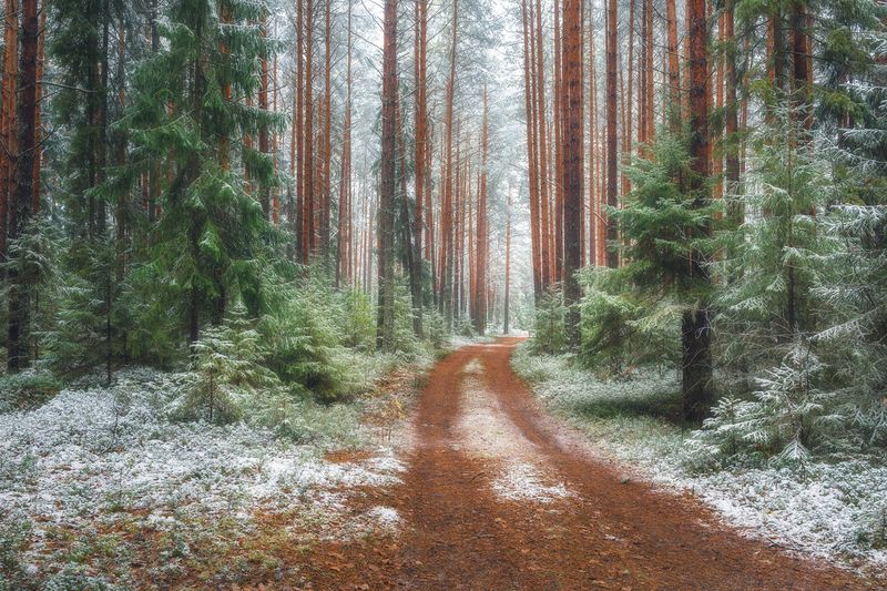 Приближение зимыphoto preview