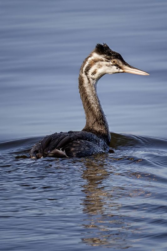 чомга, птица, водоплавающие Оглянувшисьphoto preview