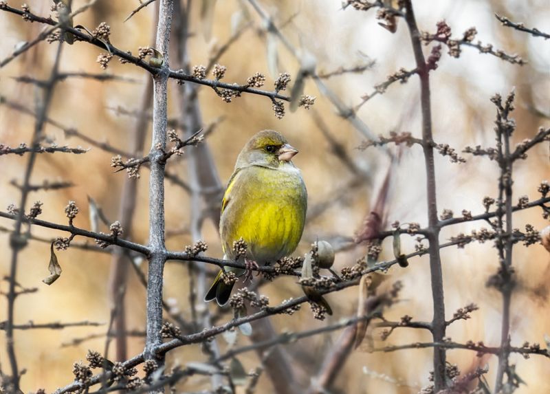 птица, зеленушка, ноябрь, Зеленушка (ноябрь)photo preview