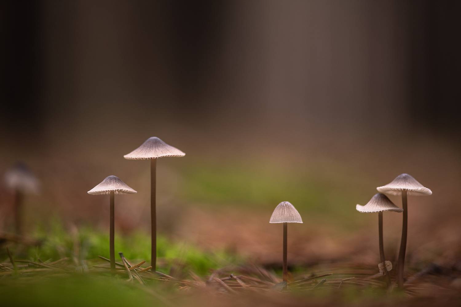 грибы, поганки 3-4 см, россия, воронежская область, свет, осень, ноябрь, макро, много, nikon d-850, zeiss makro-planar t* 2/100 zf, Мещеряков Геннадий