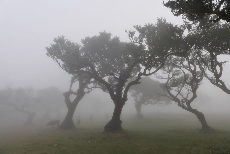Landscapes, Fanal Forest, Fog, Mood, Trees, Madeira,  В лабиринте туманаphoto preview