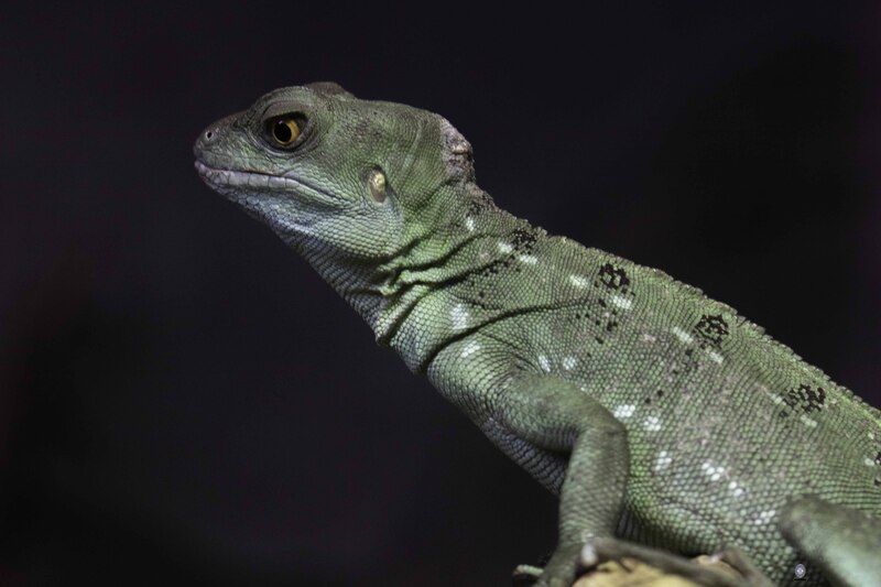 Green crested basiliskphoto preview