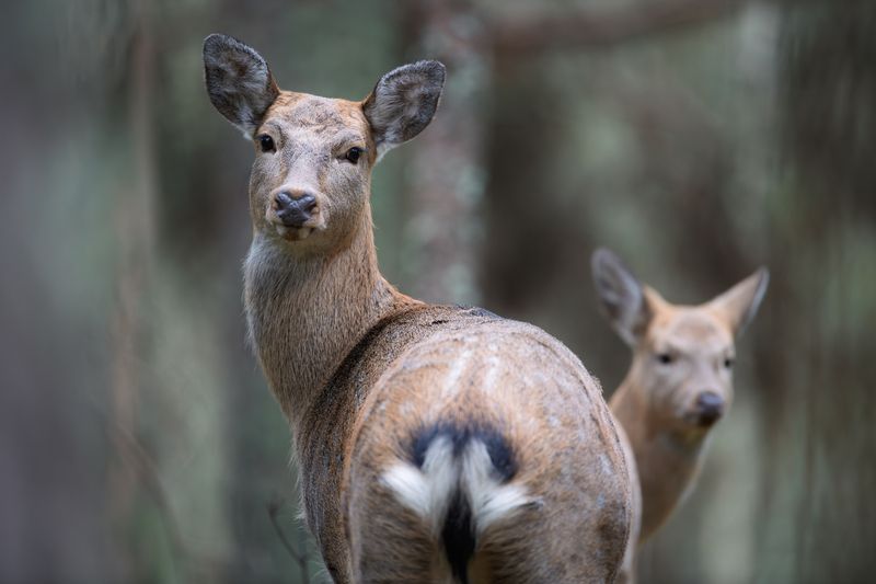 олень, пятнистый олень, олень, гон, осень, беларусь, belarus, deer, wildlife, forest, nature, дикие животные, лес, Взглядphoto preview