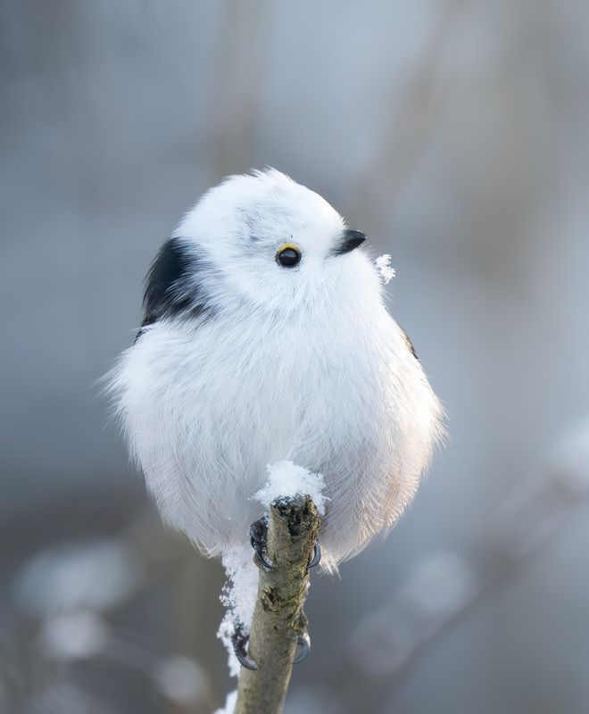 птица, ополовник Комочек снегаphoto preview
