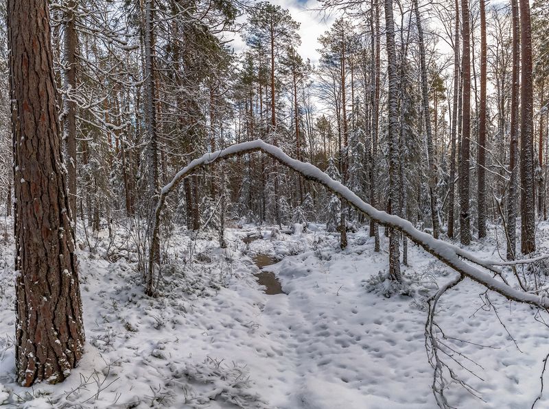 лес, снег, болото, Уходит осень. фото превью