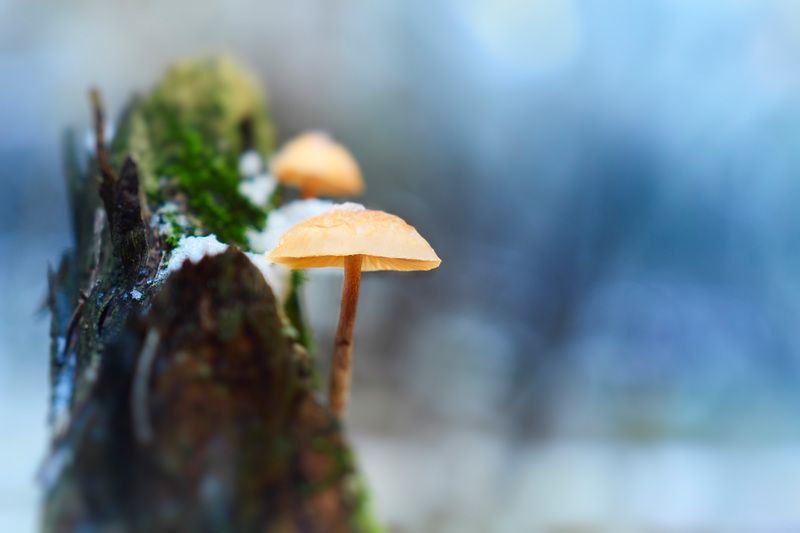 грибы Грибочкиphoto preview