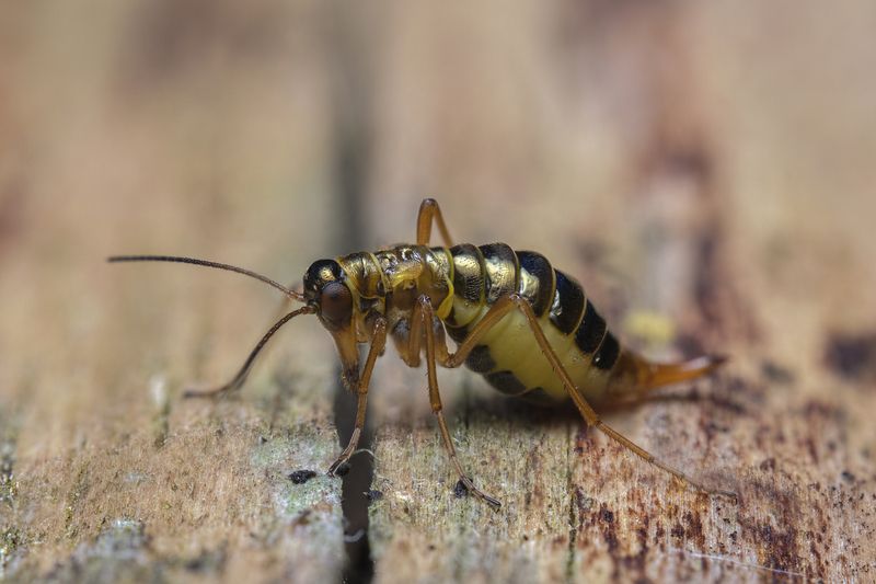 Female Snow Scorpion Fly (Boreus westwoodi)photo preview