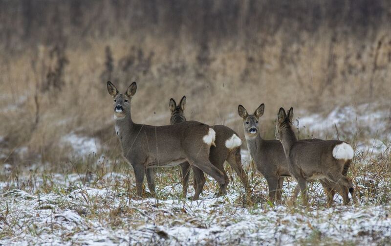 Маленькие оленьки :)photo preview