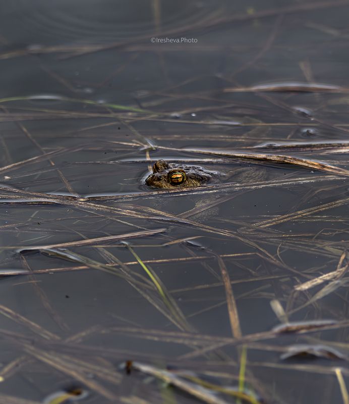 Жаба Я слежу за тобойphoto preview