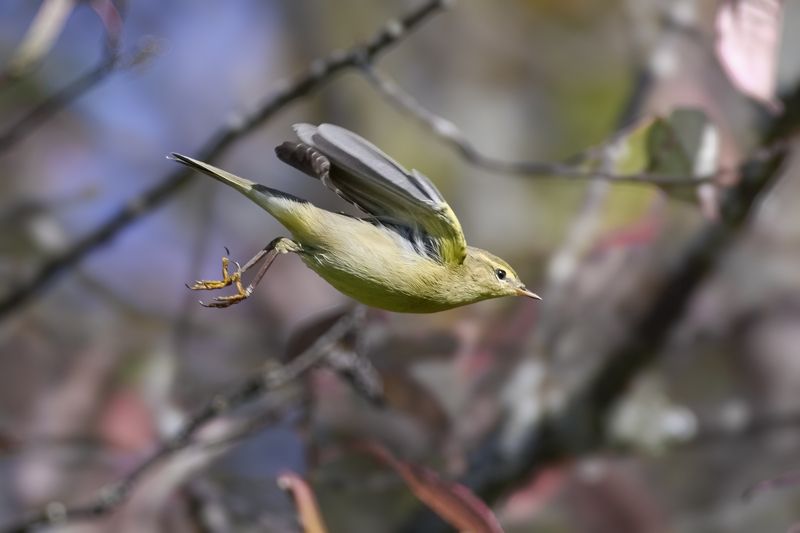 пеночка-весничка, willow warbler, Phylloscopus trochilus, птица, дикая природа, warbler, птицы России, birdwatching, nature, wildlife photography, close-up bird Пеночка-весничкаphoto preview