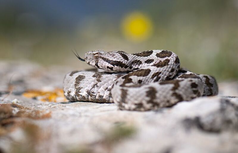 Малоазиатская гадюка (Montivipera xanthina)photo preview